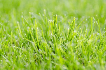 Grass Background