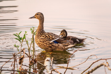 A family of ducks, a duck and its little ducklings are swimming in the water. The duck takes care of its newborn ducklings. Mallard, lat. Anas platyrhynchos