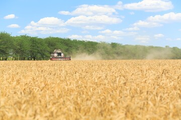 Obraz premium Combine harvester harvesting ripe wheat on agriculture field