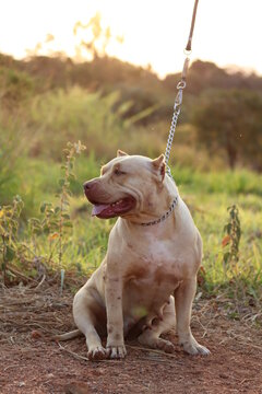 Imágenes "Pitbull Dogs": descubre bancos de fotos, ilustraciones, vectores y vídeos 372 Stock