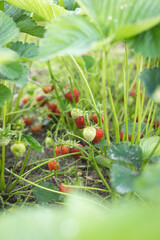 Ripe red strawberries in a garden bed in a small home garden.