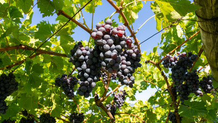 Bunches of black grapes in the Italian vineyards