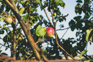 Beautiful, ripe, tasty apples on a tree branch in summer at sunset. Stylish, toned photo.