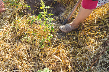 The process of digging up potatoes in home garden.