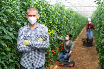 Group of workers in masks picking tomatoes from shrubs in large warm house