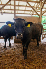 cow and calf