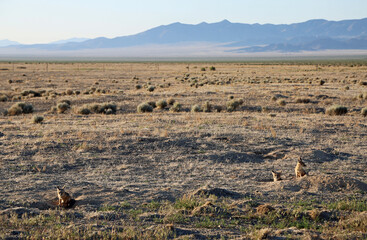 Pack of foxes - Kit Fox - Nevada