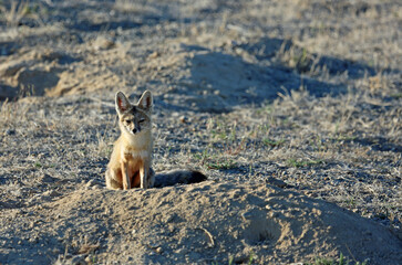 Cute fox - Kit Fox - Nevada