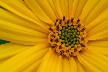 yellow flower macro