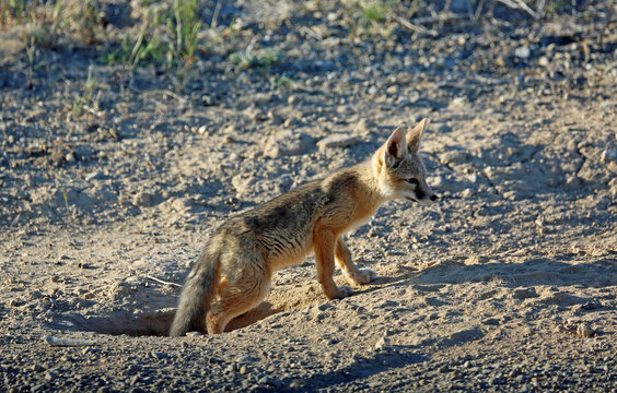 Fox coming out of the foxhole - Snake Valley, Nevada