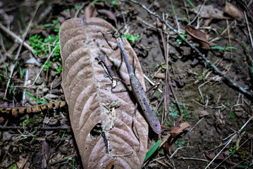 stick bug on dried leaf