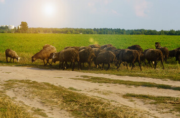 A flock of sheep graze in the field.