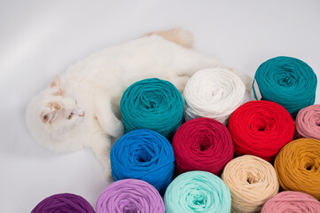 Close-up of a whiting fluffy cat among multicolored cotton skeins.
