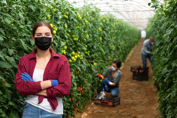Group of workers in masks picking tomatoes from shrubs in large warm house