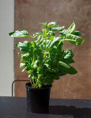healthy Basil growing in a black pot in spring, Adelaide, South Australia