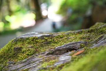 Beautiful green macro moss on the floor background