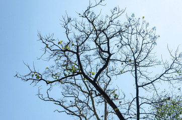 Tree canopy