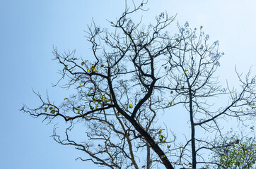Obraz premium Tree canopy