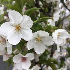 apple tree blossom