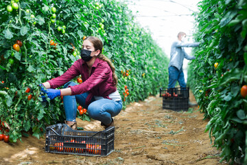 Girl and man in face masks picking tomatoes inside big warm house