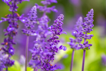 Blue Salvia farinacea flowers, or Mealy Cup Sage on green background, close-up.