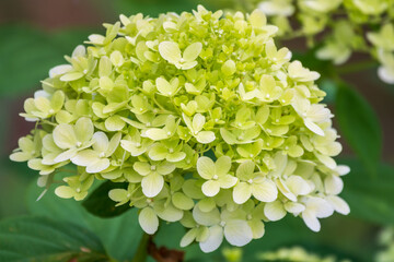 Lush white and yellow hydrangea flowers in summer.