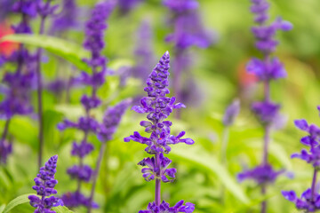 Blue Salvia farinacea flowers, or Mealy Cup Sage on green background, close-up. - obrazy, fototapety, plakaty
