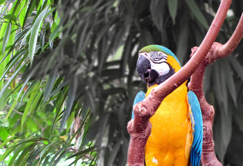 blue and yellow macaw © planet16