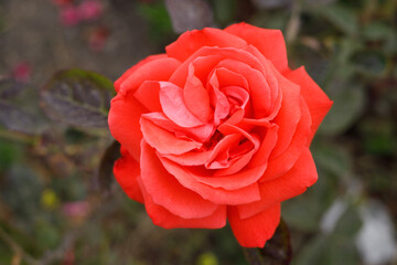 red rose in garden