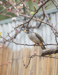  Australian noisy miner bird perched on a blossom tree in front of a bamboo fence in Adelaide, South Australia