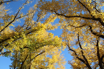 Golden Canopy, Glenora, Edmonton, Alberta