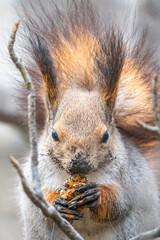 The squirrel with nut sits on tree in the winter or autumn. Eurasian red squirrel, Sciurus vulgaris.