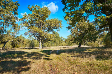 Bright sunny autumn day in an oak forest