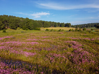 Fototapeta na wymiar fields of flowers summer purple daisies in the forests of tapalpa jalisco mexico