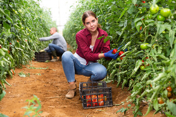 Girl and man picking tomatoes inside big warm house