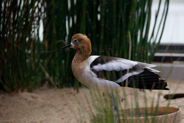 great crested grebe