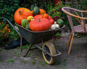 Rural scene with wheelbarrow filled with variety of pumpkins and  gourds