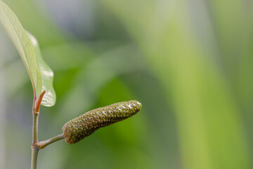Javanese Long Pepper (piper retrofractum) fruit balinese spicy herbal climber