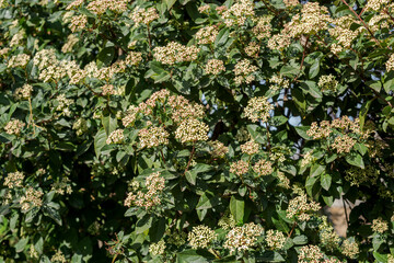 Leaves and flowers of Laurustinus, Viburnum tinus. It is a species of flowering plant in the family Adoxaceae, native to the Mediterranean area of Europe and North Africa