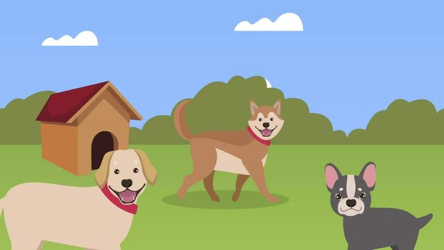 dogs mascots in the field animation