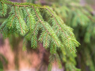 Background of green spruce branches in sunset light
