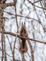 Fototapeta premium Squirrel with nut in Autumn sits on a branch