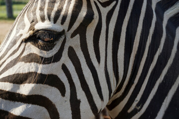 Fototapeta na wymiar Zebra stripes showing unique black and white designs on each zebra