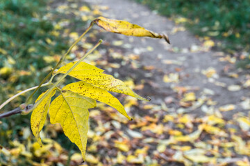 yellow autumn leaves