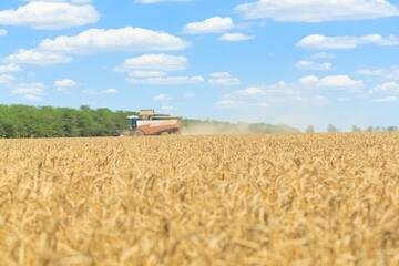 Fototapeta premium Combine harvester harvesting ripe wheat on agriculture field