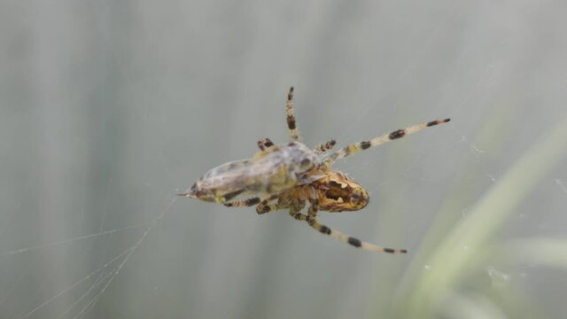 A Spider Encasing a Caught Wasp in its Web Cacoon