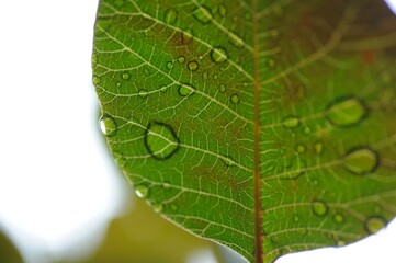 green leaf isolated on white