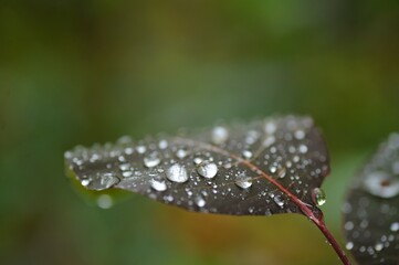 rain drops on a leaf