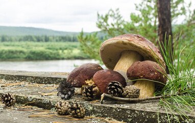 Large mushrooms with a brown cap and pine cones on a wooden table against the background of a forest river and a coniferous forest. Porcini mushrooms close-up.