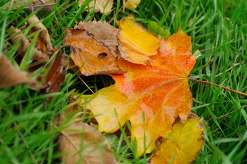 autumn leaf in grass